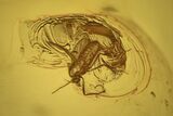 Fossil Fly (Diptera) In Baltic Amber #234507-2